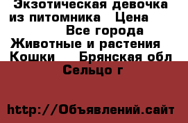 Экзотическая девочка из питомника › Цена ­ 25 000 - Все города Животные и растения » Кошки   . Брянская обл.,Сельцо г.